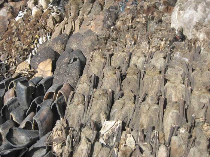 cotonou fetsi market, photo of animal significant for voodoo