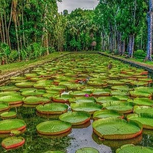 Mauritius Botanical Garden 