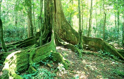 National Reserve of the Kakamega Forest